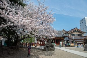 春の浅草寺